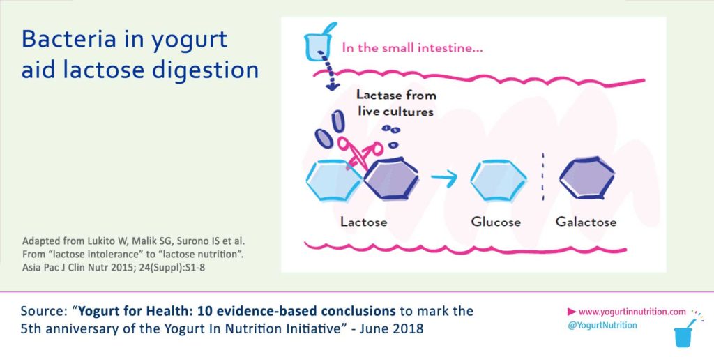 Bacteria of yogurt aid lactose digestion