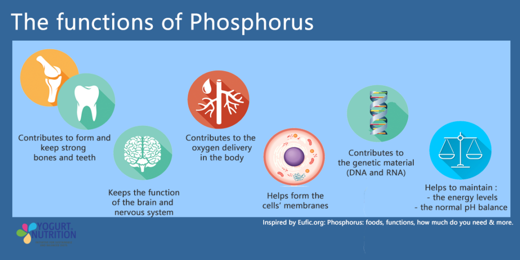 About phosphorus - functions - YINI