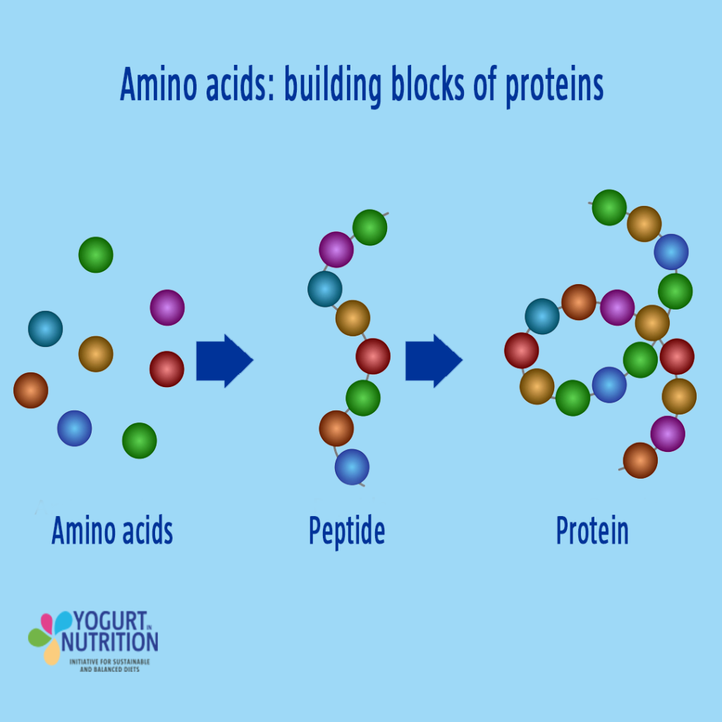 Amino acids - building block of protein - YINI