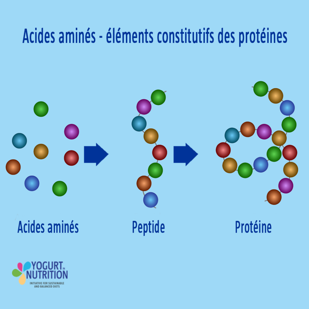 Les acides amines - YINI