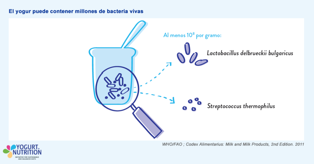 yogures con cultivos vivos - YINI