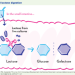 Yogurt improves the digestion of lactose - YINI