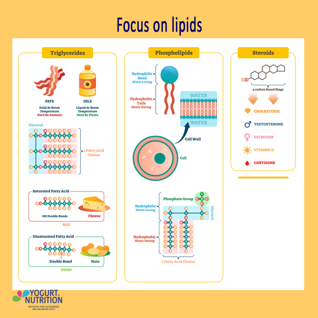 Focus on Lipids - differents structures - YINI